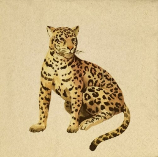 Obrúsky EKO motív leopard 33x33cm SDLE031000 20ks